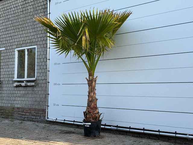 Mexicaanse waaierpalm op stam - washingtonia robusta - hoogte ca. 250 cm - afbeelding 2 van  3