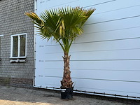 Mexicaanse waaierpalm op stam - washingtonia robusta - hoogte ca. 250 cm - afbeelding 2 van  3
