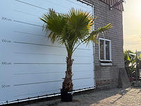 Mexicaanse waaierpalm op stam - washingtonia robusta - hoogte ca. 250 cm - afbeelding 3 van  3