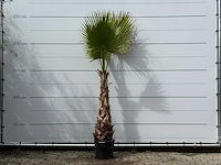 Mexicaanse waaierpalm op stam - washingtonia robusta - hoogte ca. 250 cm - afbeelding 1 van  2