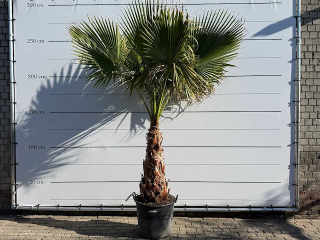 Mexicaanse waaierpalm op stam - washingtonia robusta - hoogte ca. 260 cm - afbeelding 1 van  7
