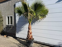 Mexicaanse waaierpalm op stam - washingtonia robusta - hoogte ca. 260 cm - afbeelding 2 van  7
