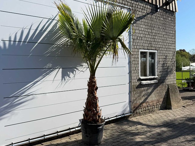 Mexicaanse waaierpalm op stam - washingtonia robusta - hoogte ca. 260 cm - afbeelding 3 van  7