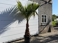Mexicaanse waaierpalm op stam - washingtonia robusta - hoogte ca. 260 cm - afbeelding 3 van  7
