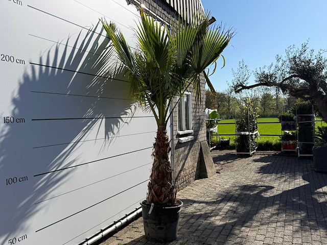 Mexicaanse waaierpalm op stam - washingtonia robusta - hoogte ca. 260 cm - afbeelding 4 van  7