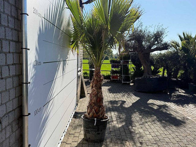 Mexicaanse waaierpalm op stam - washingtonia robusta - hoogte ca. 260 cm - afbeelding 5 van  7