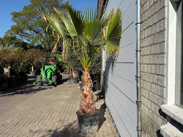 Mexicaanse waaierpalm op stam - washingtonia robusta - hoogte ca. 260 cm - afbeelding 7 van  7