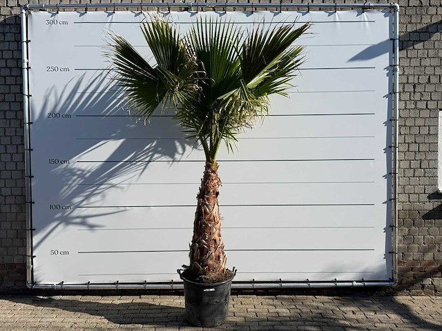 Mexicaanse waaierpalm op stam - washingtonia robusta - hoogte ca. 260 cm - afbeelding 1 van  7