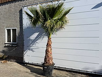 Mexicaanse waaierpalm op stam - washingtonia robusta - hoogte ca. 260 cm - afbeelding 2 van  7
