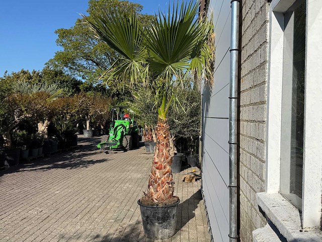 Mexicaanse waaierpalm op stam - washingtonia robusta - hoogte ca. 260 cm - afbeelding 4 van  7