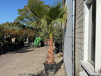 Mexicaanse waaierpalm op stam - washingtonia robusta - hoogte ca. 260 cm - afbeelding 4 van  7