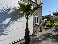 Mexicaanse waaierpalm op stam - washingtonia robusta - hoogte ca. 260 cm - afbeelding 6 van  7
