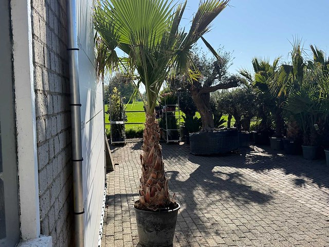 Mexicaanse waaierpalm op stam - washingtonia robusta - hoogte ca. 260 cm - afbeelding 7 van  7