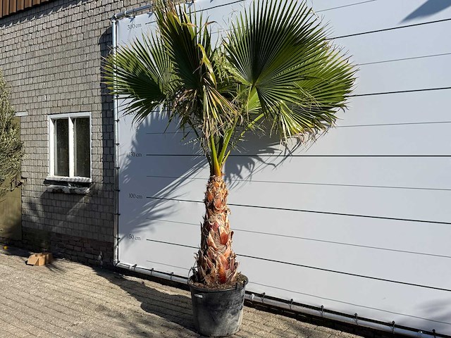Mexicaanse waaierpalm op stam - washingtonia robusta - hoogte ca. 260 cm - afbeelding 2 van  7