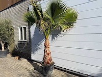 Mexicaanse waaierpalm op stam - washingtonia robusta - hoogte ca. 260 cm - afbeelding 6 van  7