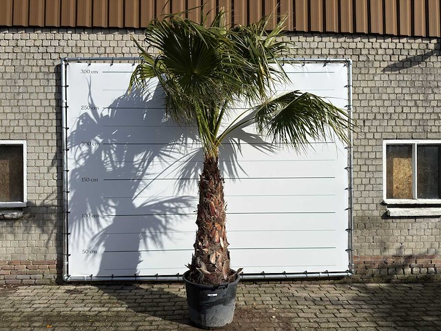 Mexicaanse waaierpalm op stam - washingtonia robusta - hoogte ca. 280 cm - afbeelding 1 van  9