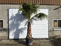 Mexicaanse waaierpalm op stam - washingtonia robusta - hoogte ca. 280 cm - afbeelding 1 van  9