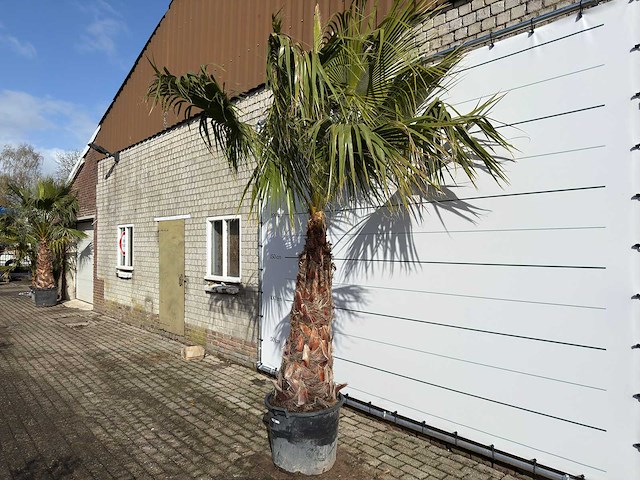Mexicaanse waaierpalm op stam - washingtonia robusta - hoogte ca. 280 cm - afbeelding 2 van  9