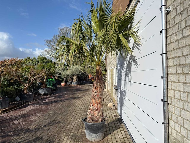 Mexicaanse waaierpalm op stam - washingtonia robusta - hoogte ca. 280 cm - afbeelding 3 van  9