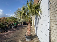 Mexicaanse waaierpalm op stam - washingtonia robusta - hoogte ca. 280 cm - afbeelding 3 van  9
