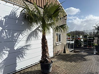 Mexicaanse waaierpalm op stam - washingtonia robusta - hoogte ca. 280 cm - afbeelding 5 van  9
