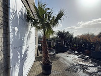 Mexicaanse waaierpalm op stam - washingtonia robusta - hoogte ca. 280 cm - afbeelding 6 van  9