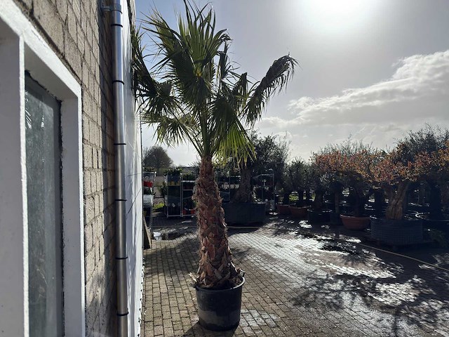 Mexicaanse waaierpalm op stam - washingtonia robusta - hoogte ca. 280 cm - afbeelding 7 van  9