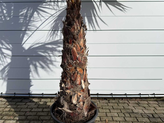 Mexicaanse waaierpalm op stam - washingtonia robusta - hoogte ca. 280 cm - afbeelding 8 van  9