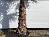 Mexicaanse waaierpalm op stam - washingtonia robusta - hoogte ca. 280 cm - afbeelding 8 van  9