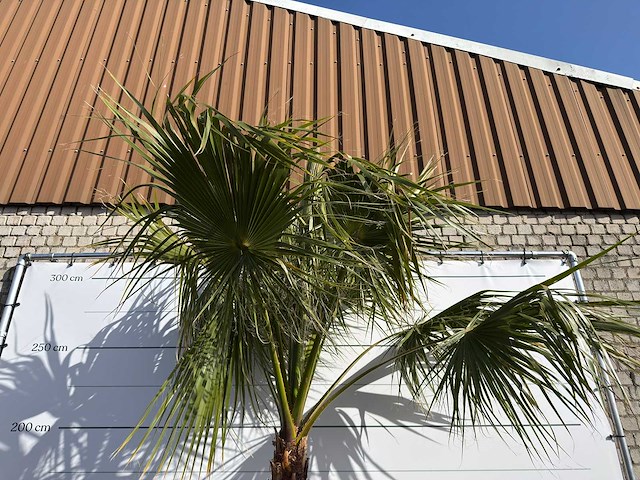Mexicaanse waaierpalm op stam - washingtonia robusta - hoogte ca. 280 cm - afbeelding 9 van  9