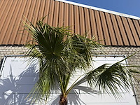 Mexicaanse waaierpalm op stam - washingtonia robusta - hoogte ca. 280 cm - afbeelding 9 van  9