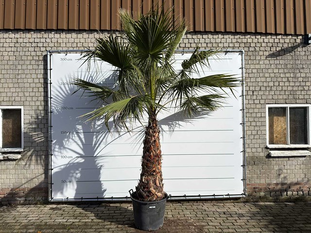 Mexicaanse waaierpalm op stam - washingtonia robusta - hoogte ca. 280 cm - afbeelding 3 van  8