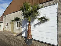 Mexicaanse waaierpalm op stam - washingtonia robusta - hoogte ca. 280 cm - afbeelding 4 van  8