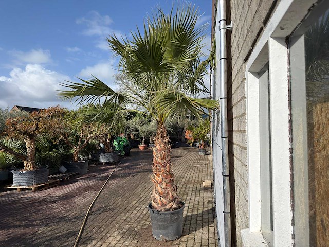 Mexicaanse waaierpalm op stam - washingtonia robusta - hoogte ca. 280 cm - afbeelding 5 van  8