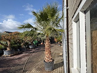 Mexicaanse waaierpalm op stam - washingtonia robusta - hoogte ca. 280 cm - afbeelding 5 van  8