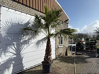 Mexicaanse waaierpalm op stam - washingtonia robusta - hoogte ca. 280 cm - afbeelding 6 van  8