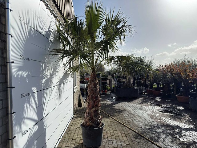 Mexicaanse waaierpalm op stam - washingtonia robusta - hoogte ca. 280 cm - afbeelding 7 van  8