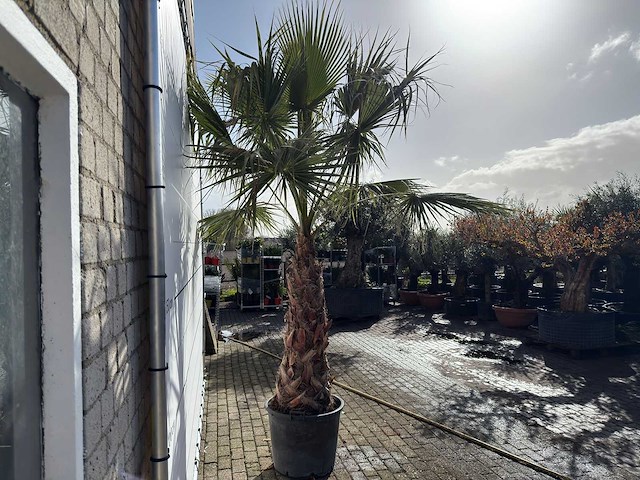 Mexicaanse waaierpalm op stam - washingtonia robusta - hoogte ca. 280 cm - afbeelding 8 van  8