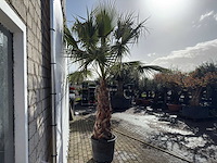 Mexicaanse waaierpalm op stam - washingtonia robusta - hoogte ca. 280 cm - afbeelding 8 van  8