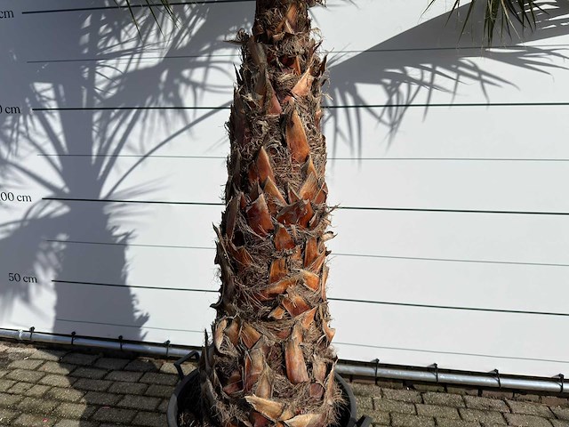Mexicaanse waaierpalm op stam - washingtonia robusta - hoogte ca. 280 cm - afbeelding 1 van  8