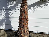 Mexicaanse waaierpalm op stam - washingtonia robusta - hoogte ca. 280 cm - afbeelding 1 van  8