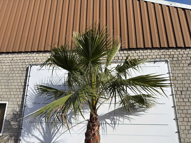 Mexicaanse waaierpalm op stam - washingtonia robusta - hoogte ca. 280 cm - afbeelding 2 van  8