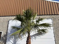 Mexicaanse waaierpalm op stam - washingtonia robusta - hoogte ca. 280 cm - afbeelding 2 van  8
