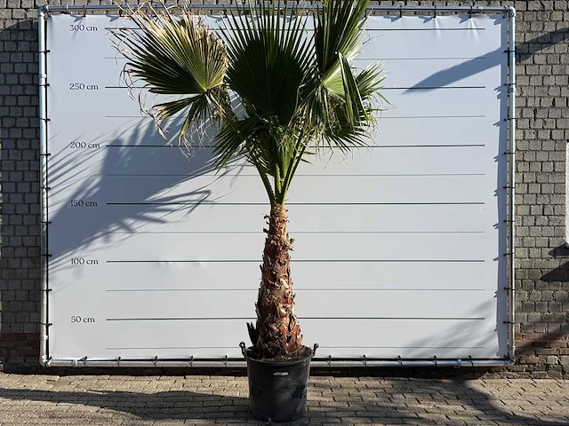 Mexicaanse waaierpalm op stam - washingtonia robusta - hoogte ca. 280 cm - afbeelding 1 van  7