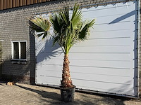 Mexicaanse waaierpalm op stam - washingtonia robusta - hoogte ca. 280 cm - afbeelding 2 van  7