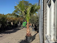 Mexicaanse waaierpalm op stam - washingtonia robusta - hoogte ca. 280 cm - afbeelding 4 van  7