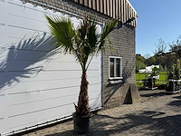 Mexicaanse waaierpalm op stam - washingtonia robusta - hoogte ca. 280 cm - afbeelding 5 van  7