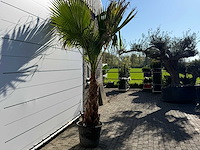 Mexicaanse waaierpalm op stam - washingtonia robusta - hoogte ca. 280 cm - afbeelding 6 van  7