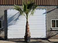 Mexicaanse waaierpalm op stam - washingtonia robusta - hoogte ca. 280 cm