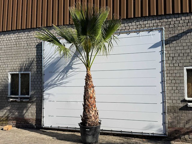 Mexicaanse waaierpalm op stam - washingtonia robusta - hoogte ca. 280 cm - afbeelding 2 van  8